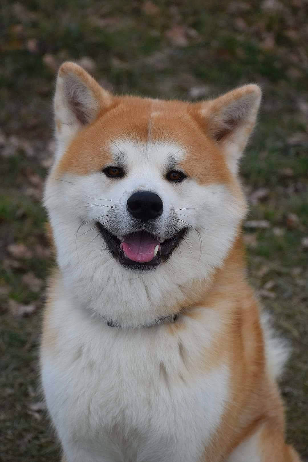 Yoshi participe au concours pour gagner de l'argent avec cette photo : ancient_dog_breeds, canidae, carnivore, collar, companion_dog, dog, dog_breed, dog_supply, fawn, fur, non_sporting_group, plant, snout, tail, terrestrial_animal, tree, whiskers, working_animal, working_dog