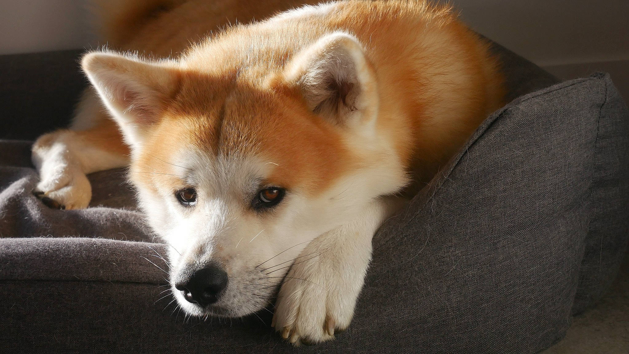 Yoshi a rejoint le concours — aidez-le/la à gagner de superbes lots ! ancient_dog_breeds, canidae, canis, carnivore, companion_dog, dog, dog_breed, fawn, fur, non_sporting_group, spitz, sporting_group, terrestrial_animal, whiskers, working_animal, working_dog