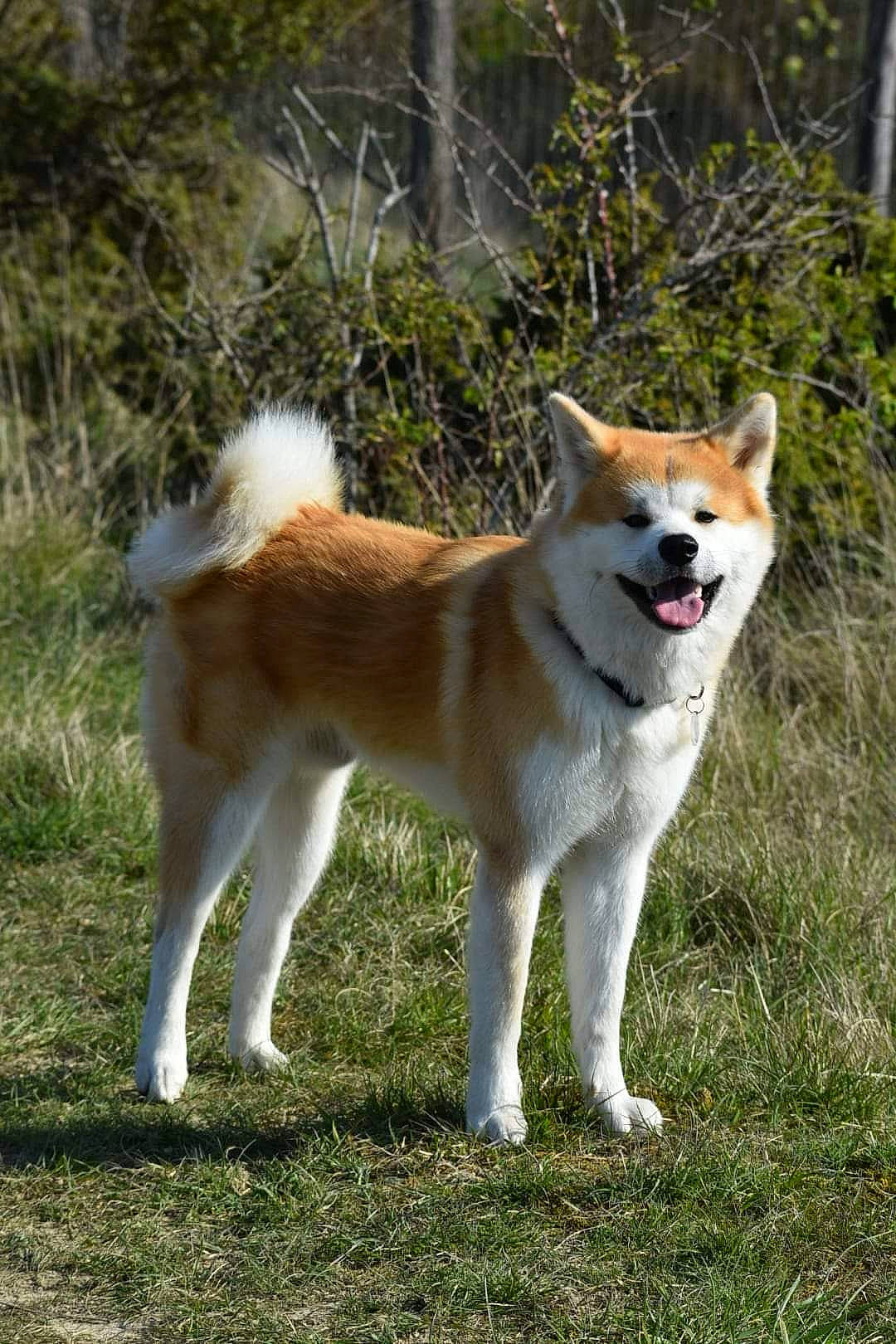 Yoshi a rejoint le concours — aidez-le/la à gagner de superbes lots ! ancient_dog_breeds, canidae, carnivore, companion_dog, dog, dog_breed, fawn, grass, non_sporting_group, plant, sporting_group, tail, terrestrial_animal, working_animal, working_dog