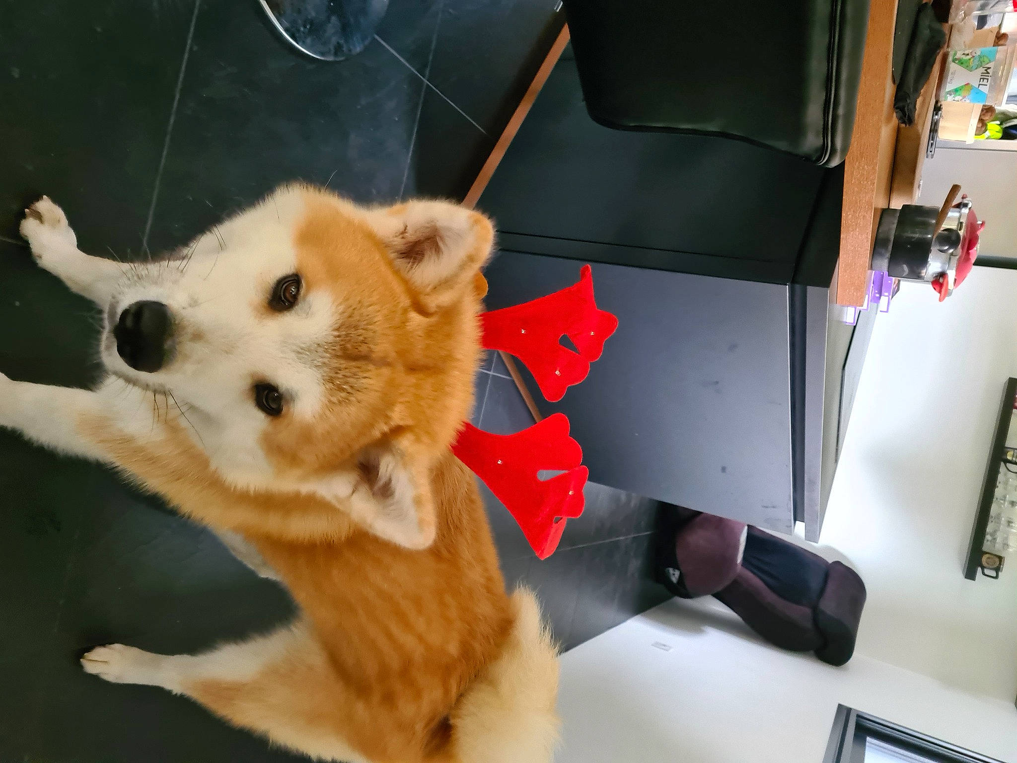 Yoshi a rejoint le concours — aidez-le/la à gagner de superbes lots ! box, canidae, canis, carnivore, collar, companion_dog, dog, dog_breed, dog_supply, fawn, fur, german_spitz_mittel, pomeranian, snout, spitz, sporting_group, tail, toy_dog, volpino_italiano, working_animal