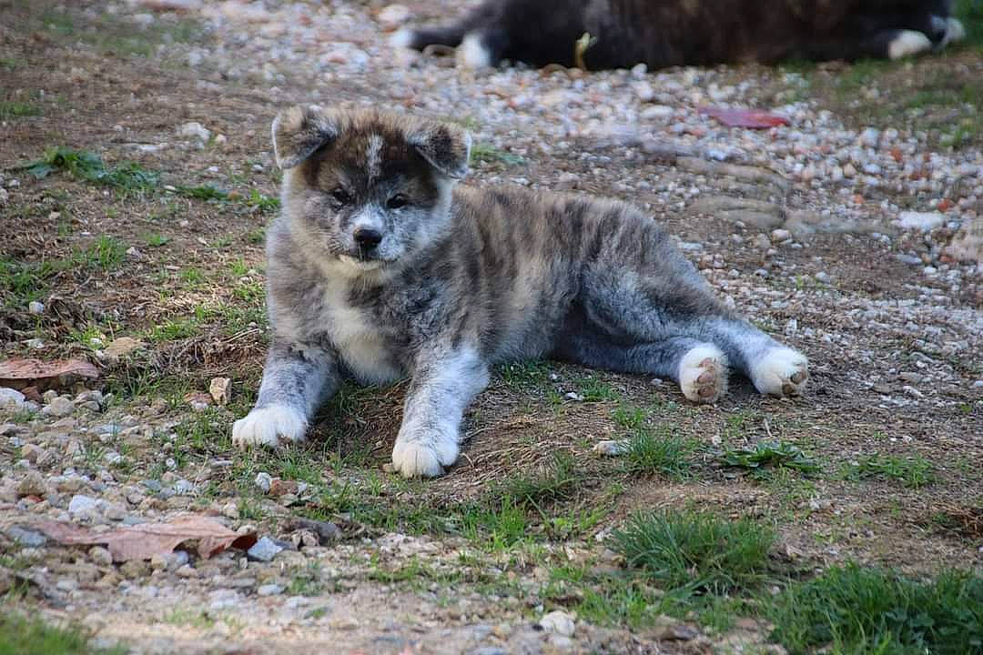 Nara participe au concours pour gagner de l'argent avec cette photo : big_cats, canidae, canis, carnivore, companion_dog, dog, dog_breed, fawn, felidae, fur, grass, hyena, plant, soil, sporting_group, spotted_hyena, terrestrial_animal, whiskers, wolf, working_dog