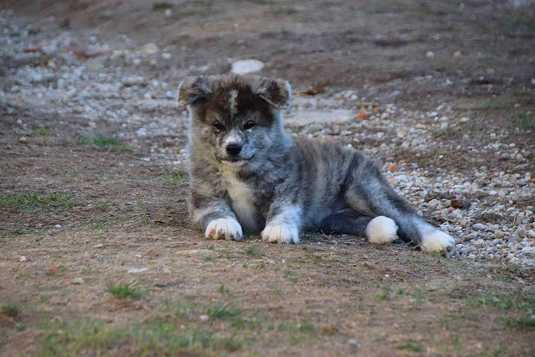 Nara a rejoint le concours — aidez-le/la à gagner de superbes lots ! canidae, carnivore, companion_dog, dog, dog_breed, grass, snout, soil, sporting_group, terrestrial_animal, wildlife, working_dog