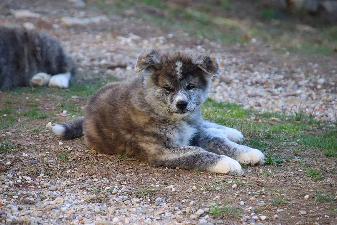 Nara participe au concours pour gagner de l'argent avec cette photo : carnivore, companion_dog, dog, dog_breed, grass, plant, soil, street_dog, terrestrial_animal, texas_heeler, working_animal, working_dog