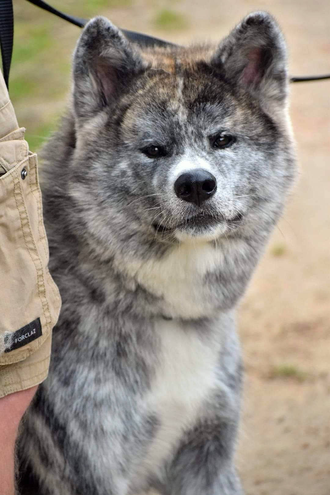 Nara participe au concours pour gagner de l'argent avec cette photo : ancient_dog_breeds, art, canidae, canis, canis_lupus_tundrarum, carnivore, coyote, dog, dog_breed, fur, grey, red_wolf, snout, terrestrial_animal, whiskers, wildlife, wolf, working_dog, zoo