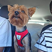 Taquin a rejoint le concours — aidez-le/la à gagner de superbes lots ! dog, pet, car_interior, red_harness, small_dog, seated, furry, alert, brown_fur, black_fur, person, clothing, striped_shirt, white_shirt, car_seat, window, daylight, animal, transportation, travel