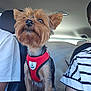 dog, pet, car_interior, red_harness, small_dog, seated, furry, alert, brown_fur, black_fur, person, clothing, striped_shirt, white_shirt, car_seat, window, daylight, animal, transportation, travel