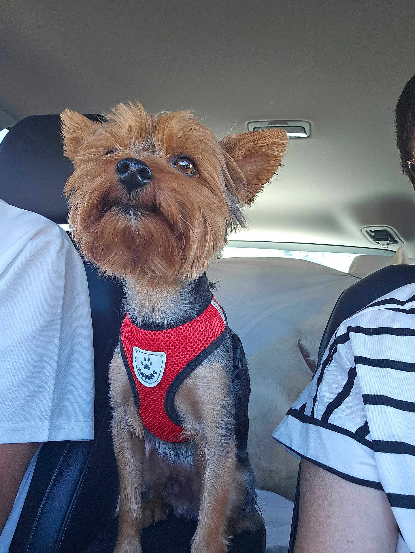 Taquin a rejoint le concours — aidez-le/la à gagner de superbes lots ! dog, pet, car_interior, red_harness, small_dog, seated, furry, alert, brown_fur, black_fur, person, clothing, striped_shirt, white_shirt, car_seat, window, daylight, animal, transportation, travel