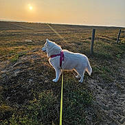 Neige participe au concours pour gagner de l'argent avec cette photo : dog, white_dog, harness, leash, sunset, sun, grass, field, nature, outdoor, pet, animal, sky, landscape, hill, fence, walking, canine, quiet, scenic