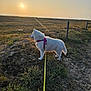 dog, white_dog, harness, leash, sunset, sun, grass, field, nature, outdoor, pet, animal, sky, landscape, hill, fence, walking, canine, quiet, scenic