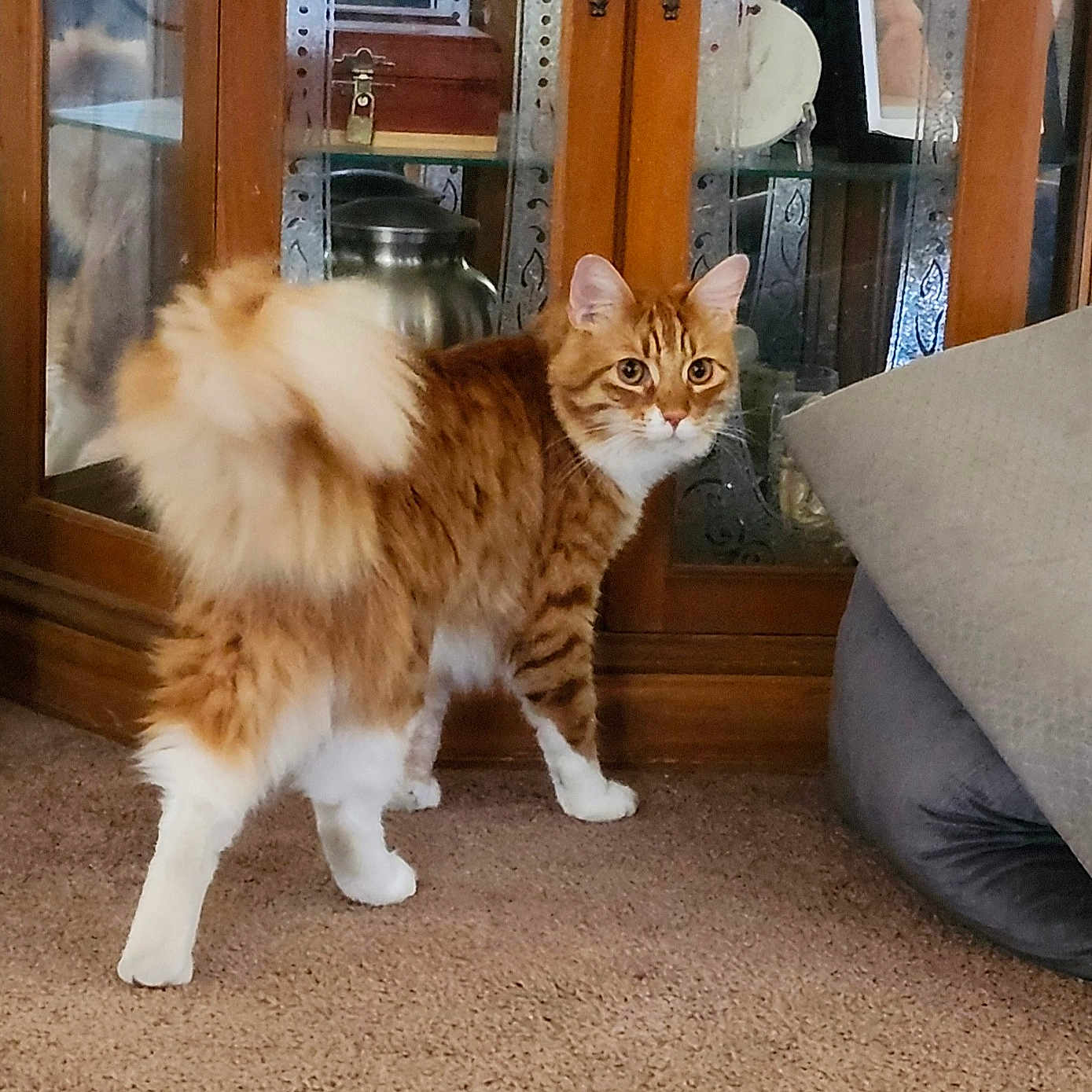 Bastian is registered to the contest to win money with this photo: animal, architecture, building, cat, couch, cushion, door, furniture, hardwood, homedecor, indoors, interiordesign, kitten, livingroom, manx, pet, plant, room, stainedwood, wood