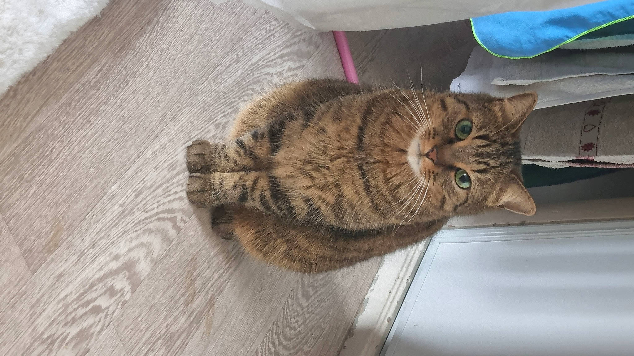 Nalla a rejoint le concours — aidez-le/la à gagner de superbes lots ! carnivore, cat, claw, comfort, domestic_short_haired_cat, fawn, felidae, flooring, fur, hardwood, leg, paw, plant, small_to_medium_sized_cats, snout, tail, tree, whiskers, window, wood