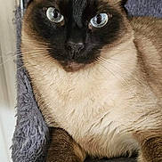 Jasper a rejoint le concours — aidez-le/la à gagner de superbes lots ! cat, siamese, blue_eyes, fur, pet, animal, indoor, closeup, whiskers, paw, relaxed, feline, chair, soft, texture, cute, portrait, domestic, resting, curious