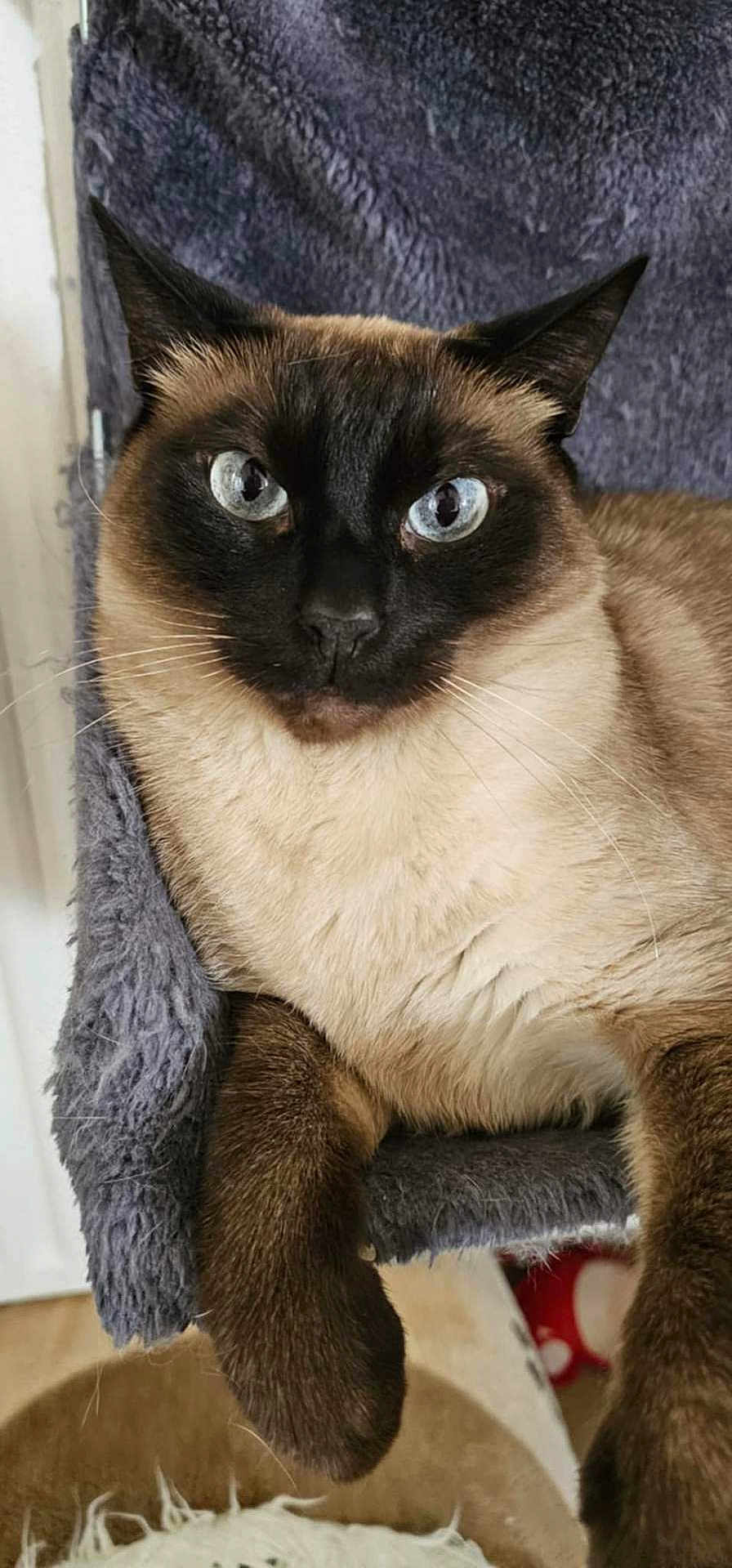 Jasper