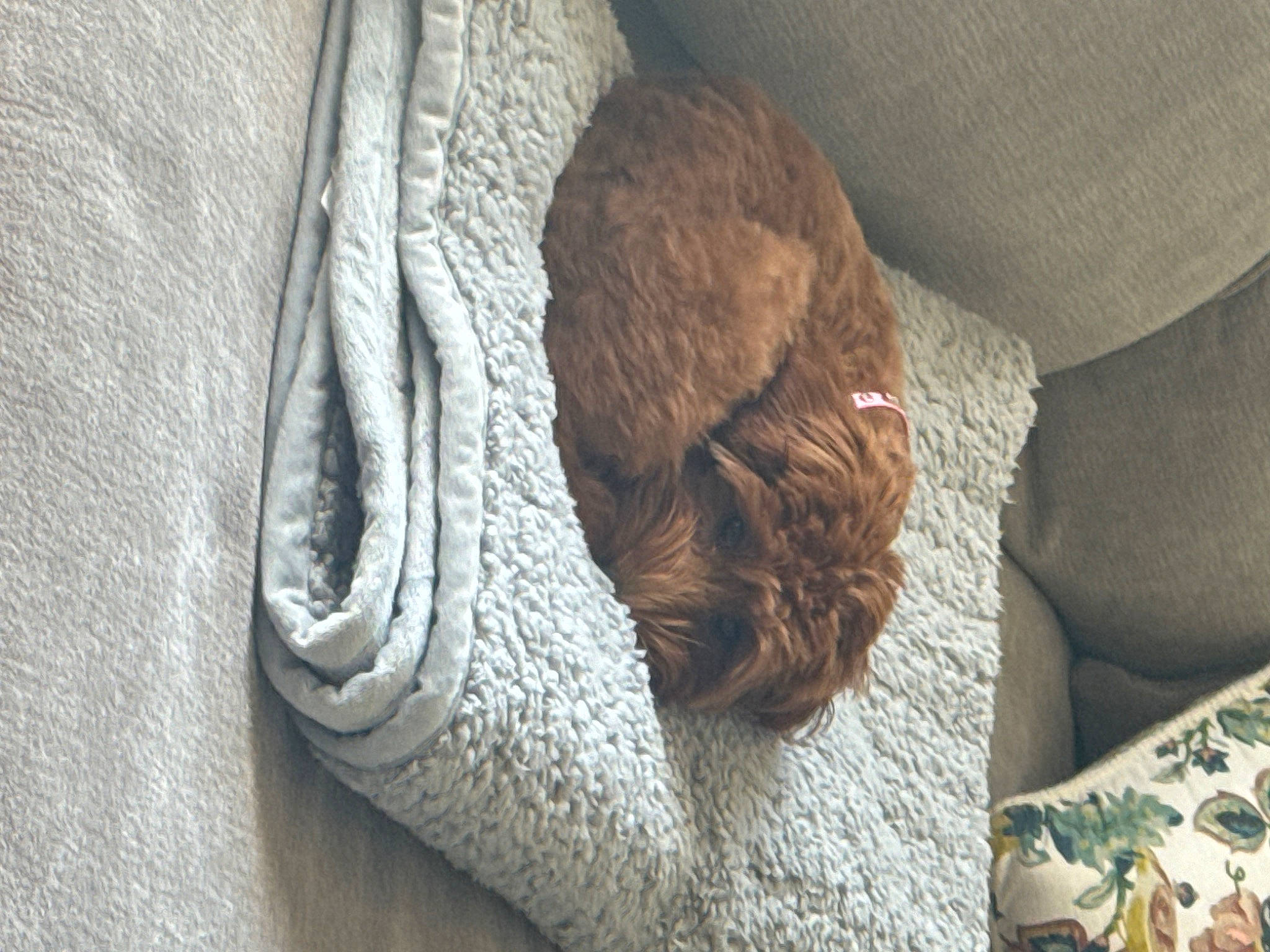 Tessa is registered to the contest to win money with this photo: bedding, chair, comfort, couch, fashion_accessory, flooring, fur, grey, hardwood, human_leg, knitting, linens, pattern, room, thread, tints_and_shades, wood, wool, woolen, woven_fabric