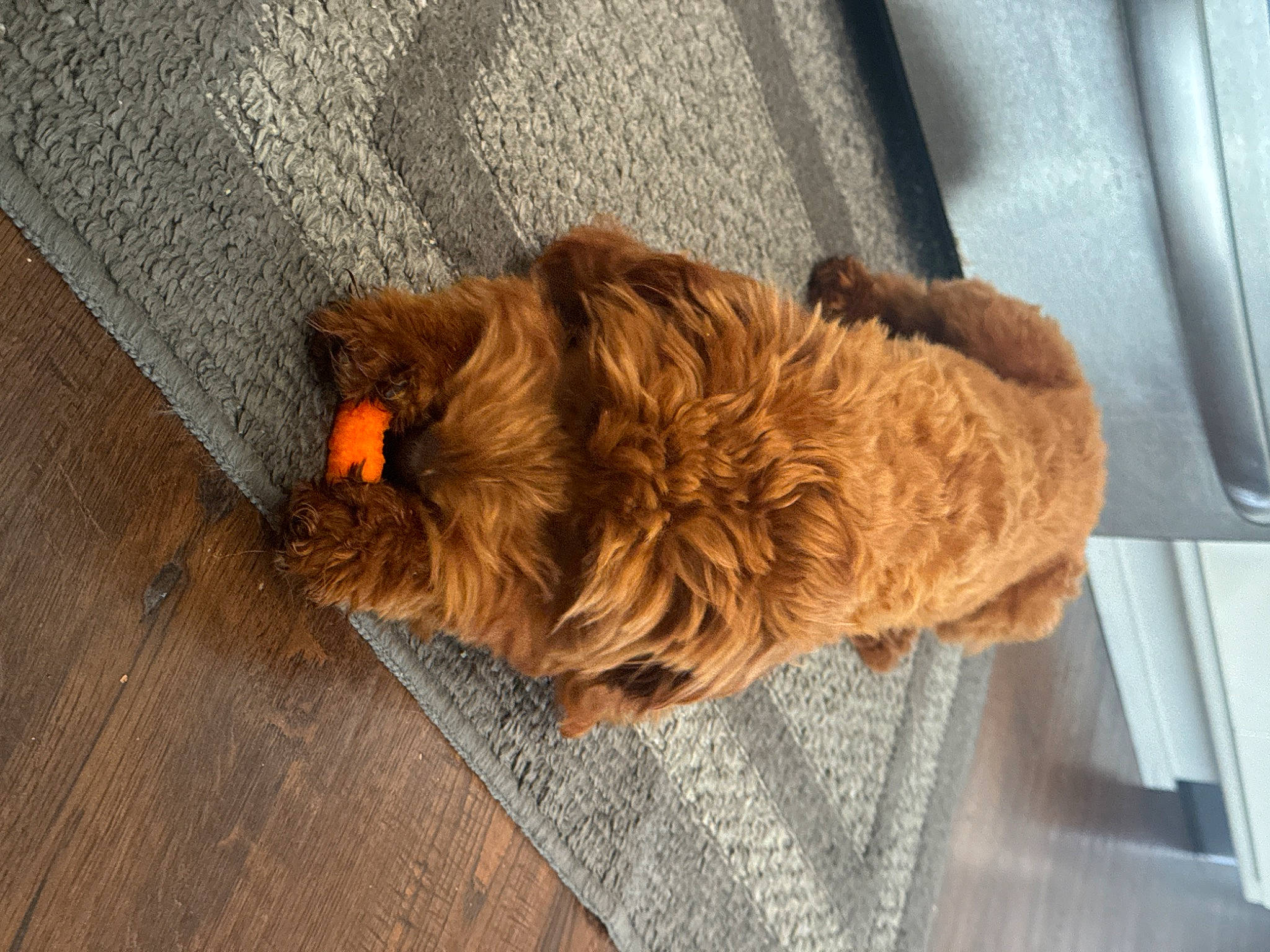 Tessa joined the competition — help win amazing prizes! canidae, carnivore, companion_dog, dog, dog_breed, felidae, flooring, fur, hardwood, liver, orange, road_surface, small_to_medium_sized_cats, tail, terrier, water_dog, whiskers, wood, wood_stain