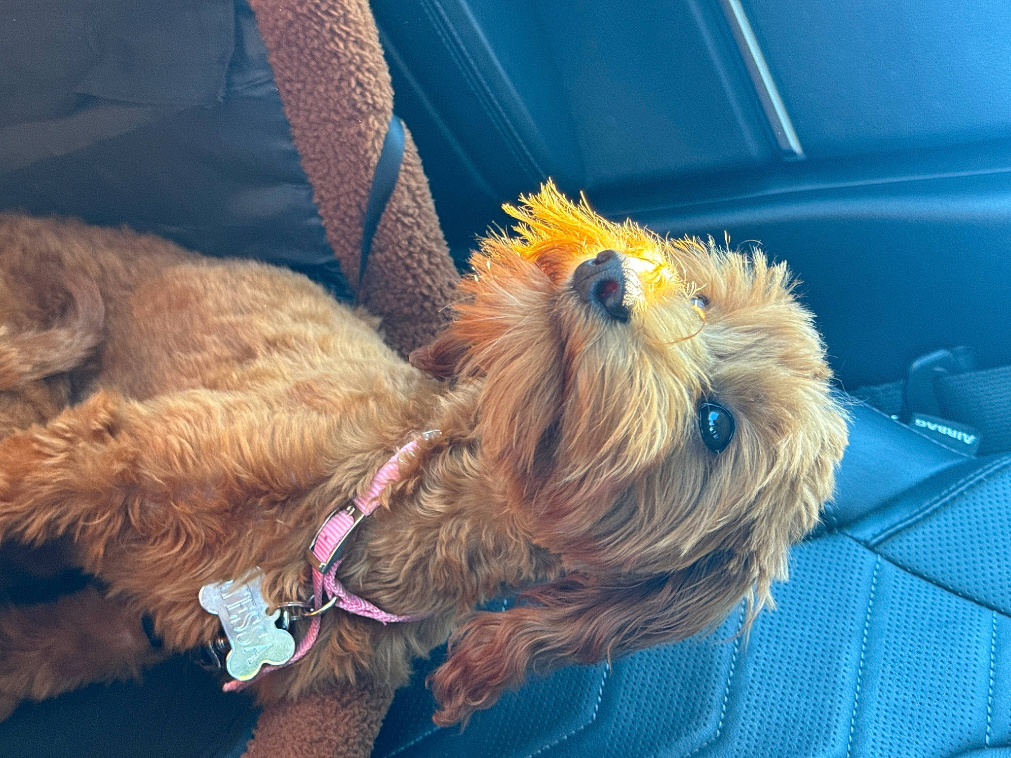 Tessa joined the competition — help win amazing prizes! carnivore, collar, companion_dog, dog, dog_breed, dog_clothes, dog_collar, dog_supply, fawn, fur, leash, pet_supply, small_terrier, snout, sporting_group, terrier, toy_dog, water_dog, welsh_terrier, working_animal