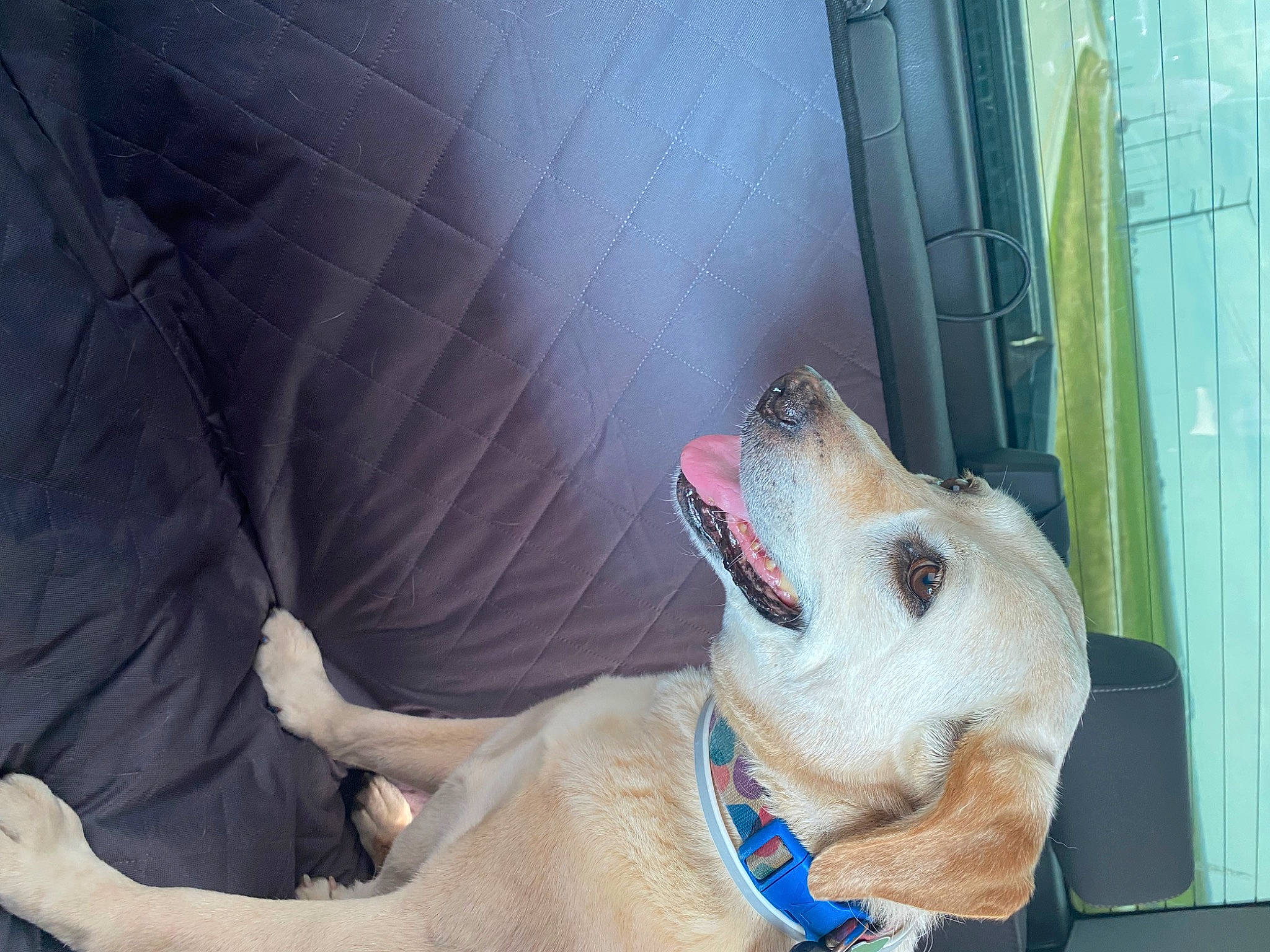 Summer Goldilocks is registered to the contest to win money with this photo: animal_shelter, canidae, carnivore, collar, companion_dog, dog, dog_breed, dog_collar, dog_supply, fang, fawn, guard_dog, leash, paw, pet_supply, snout, spitz, sporting_group, whiskers, working_animal