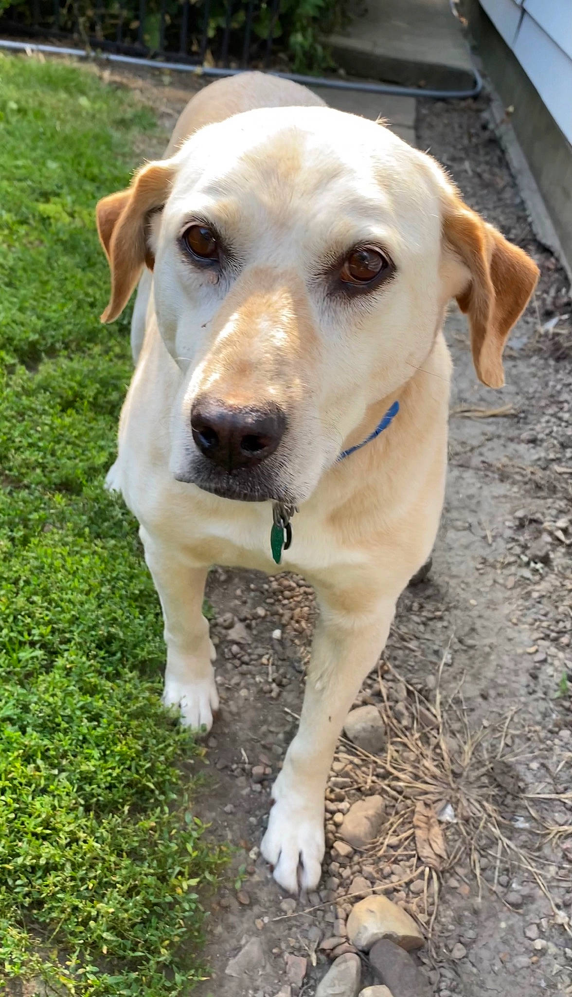 Summer Goldilocks joined the competition — help win amazing prizes! carnivore, collar, companion_dog, dog, dog_breed, dog_collar, fawn, grass, gun_dog, hunting_dog, labrador_retriever, non_sporting_group, pet_supply, puppy, retriever, sporting_group, tail, whiskers, working_animal, working_dog