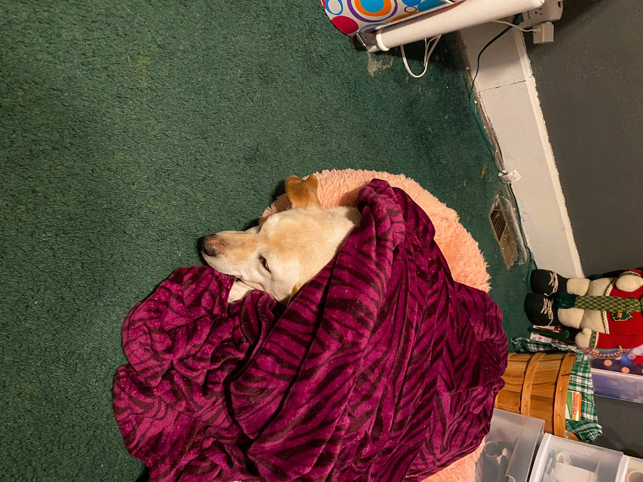 Pookie joined the competition — help win amazing prizes! canidae, carmine, comfort, companion_dog, dog_breed, flesh, flooring, fun, fur, linens, magenta, pattern, room, sitting, sporting_group, textile, thread, toy, wool, woolen