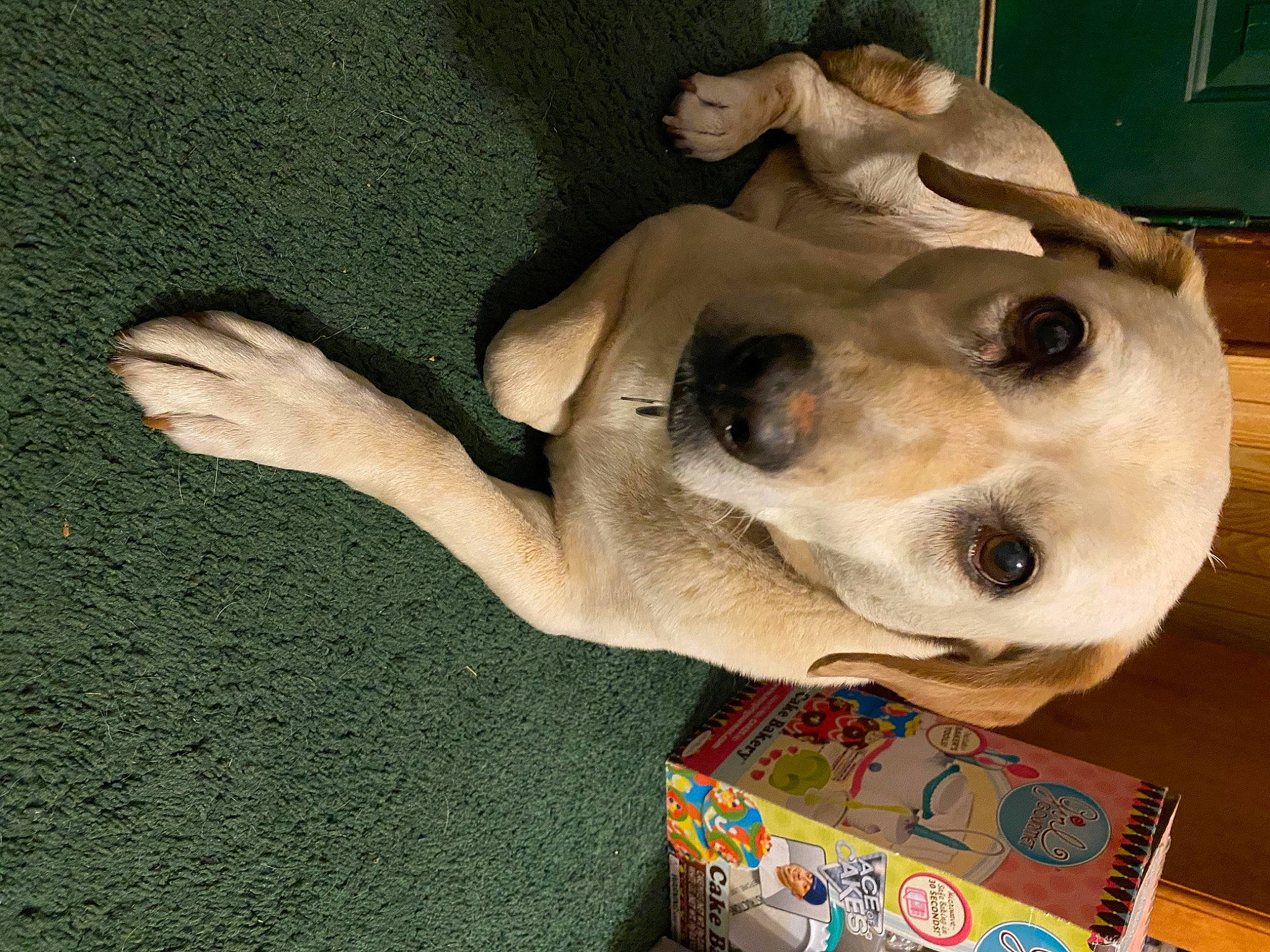 Pookie is registered to the contest to win money with this photo: box, canidae, carnivore, companion_dog, dog, dog_breed, ear, fawn, flooring, fur, non_sporting_group, paw, pet_supply, puppy, snout, sporting_group, stuffed_toy, toy, whiskers, working_animal