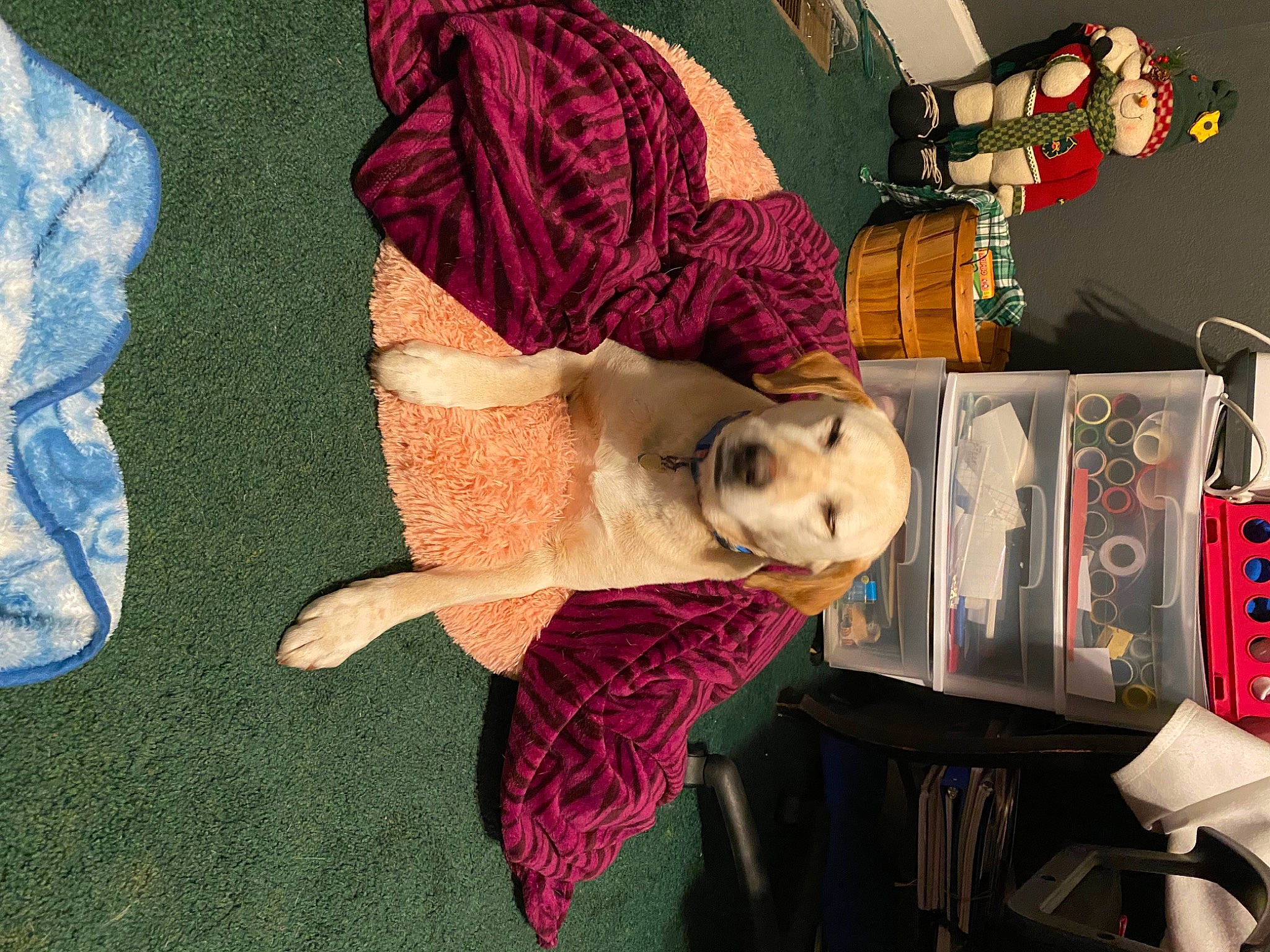 Pookie is registered to the contest to win money with this photo: art, carmine, collection, doll, fictional_character, fur, linens, magenta, paper, pattern, pink, plush, room, stuffed_toy, teddy_bear, toy, visual_arts, wool