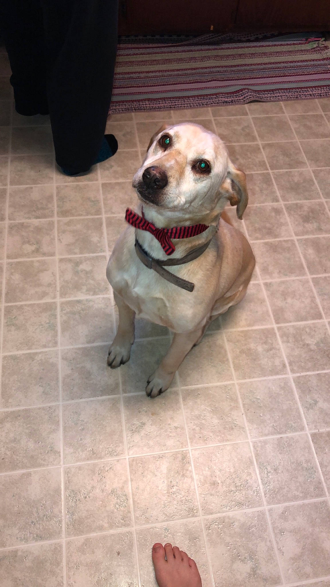 Summer Goldilocks joined the competition — help win amazing prizes! carnivore, collar, companion_dog, dog, dog_breed, dog_collar, dog_supply, fawn, floor, flooring, leash, pet_supply, road_surface, sidewalk, snout, sporting_group, tail, tile_flooring, whiskers, working_animal