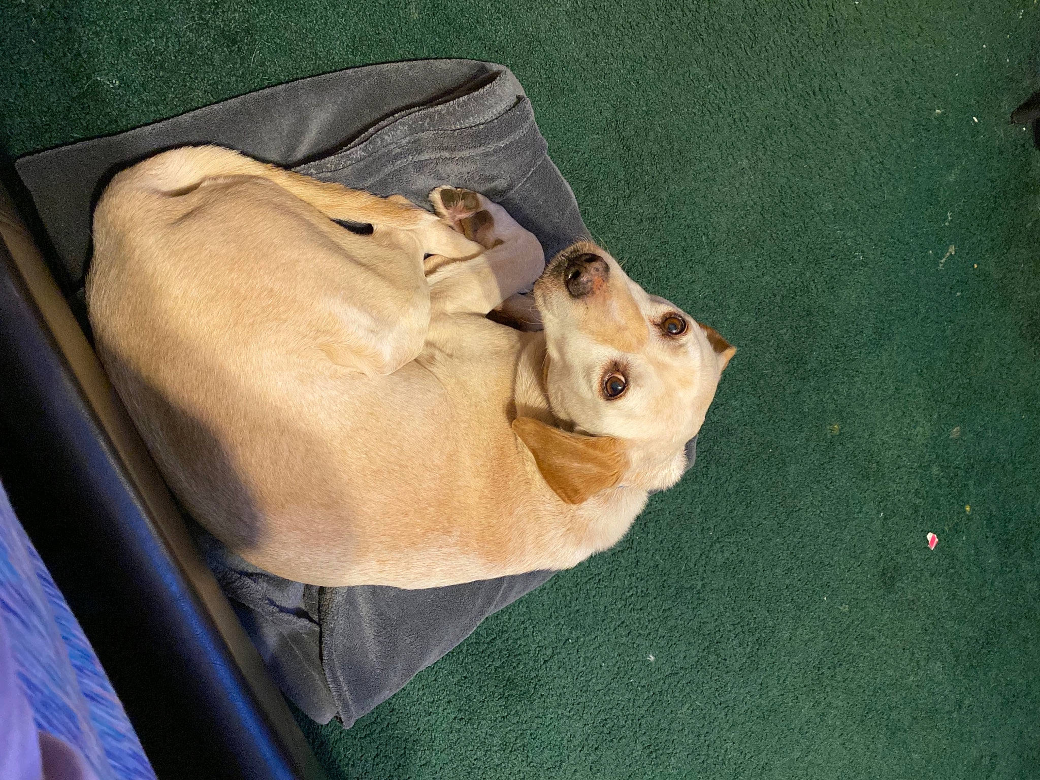 Summer Goldilocks is registered to the contest to win money with this photo: canidae, carnivore, comfort, companion_dog, dog, dog_breed, fawn, flooring, fur, grass, jaw, non_sporting_group, snout, sporting_group, wood, working_animal, wrinkle