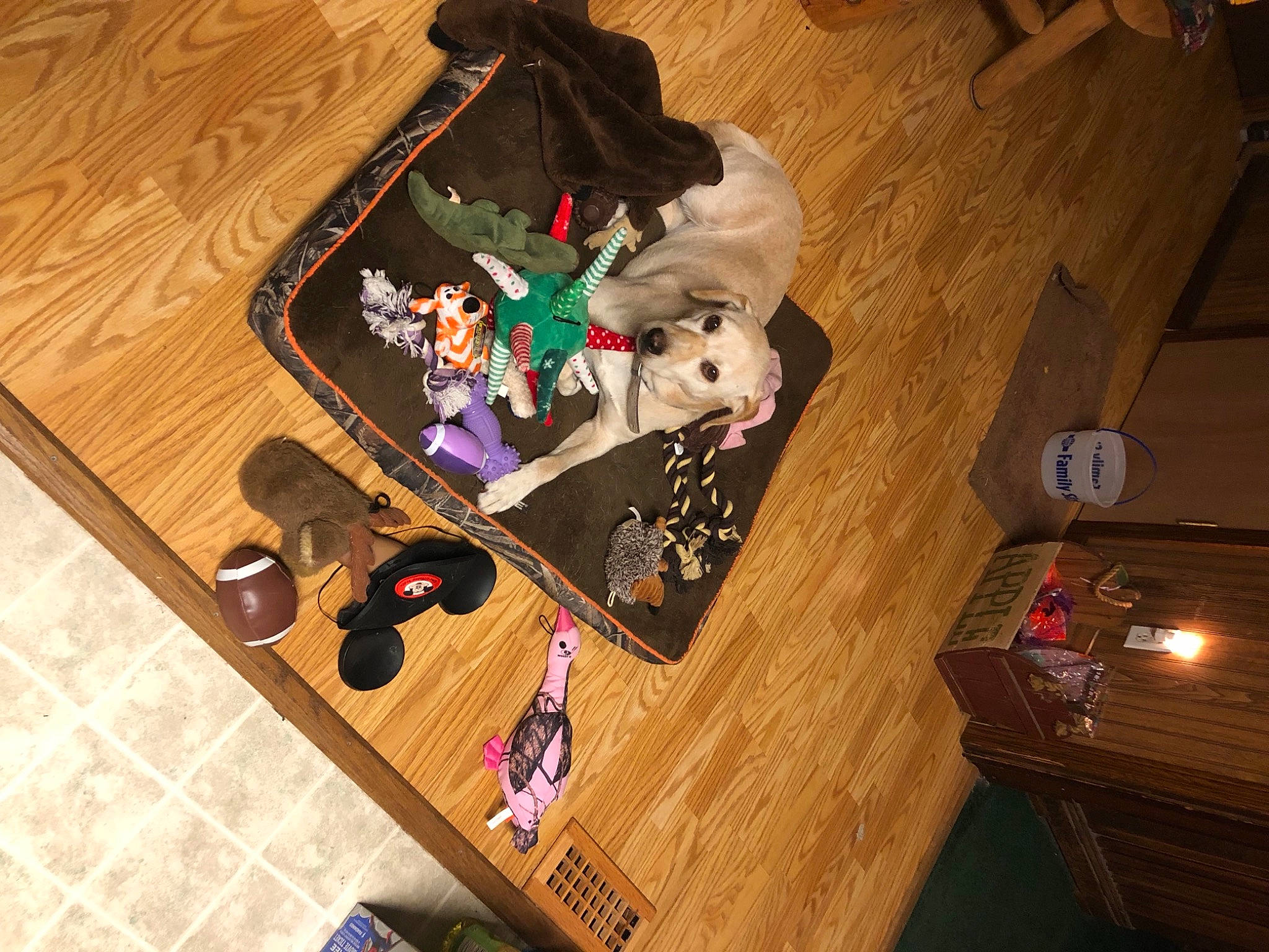 Summer Goldilocks joined the competition — help win amazing prizes! bag, baggage, box, carmine, floor, flooring, hardwood, plywood, room, varnish, visual_arts, wood, wood_flooring, wood_stain