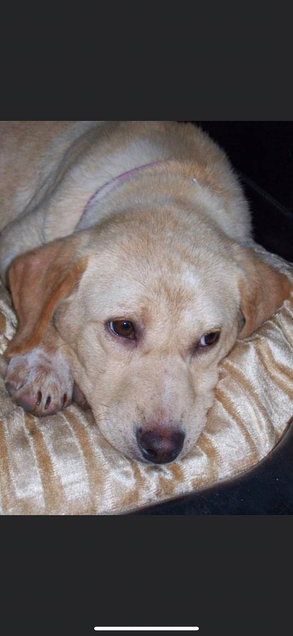 Summer Goldilocks is registered to the contest to win money with this photo: bored, canidae, carnivore, comfort, companion_dog, couch, dog, dog_breed, ear, eye, fawn, fur, liver, pet_supply, puppy, snout, sporting_group, terrestrial_animal, whiskers, working_animal