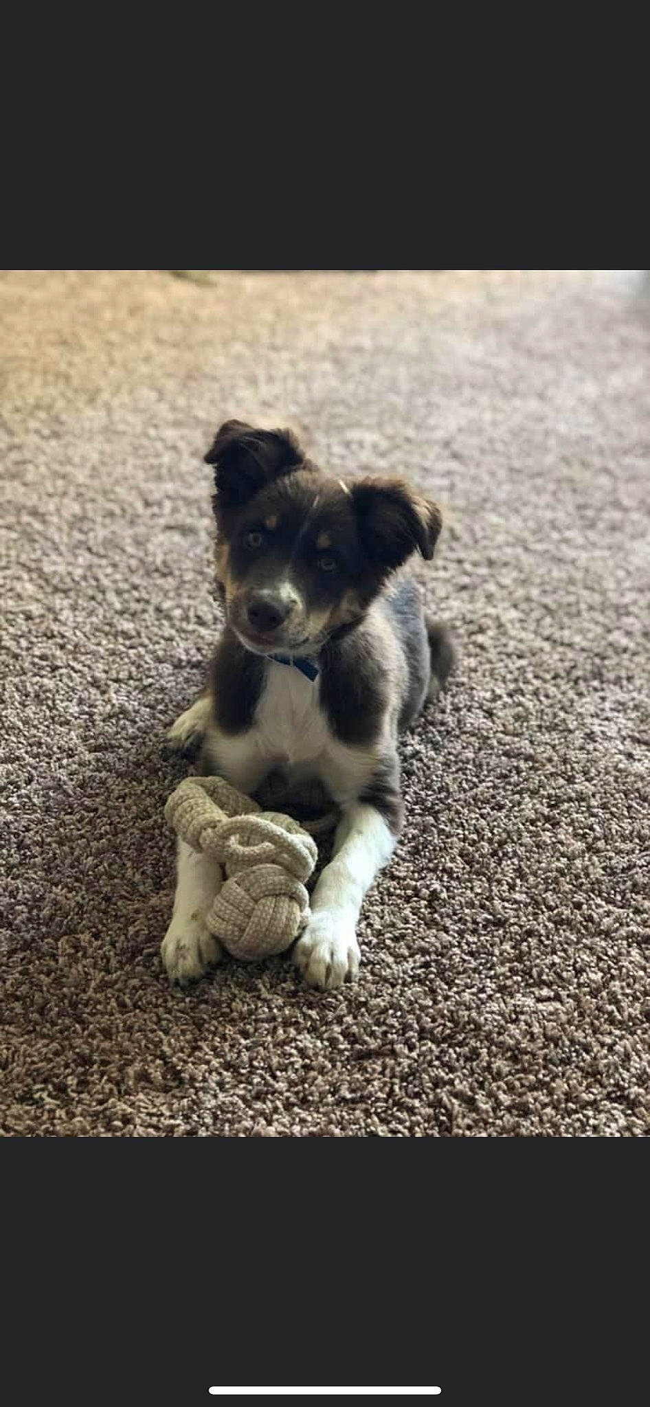 Blaze joined the competition — help win amazing prizes! asphalt, carnivore, companion_dog, dog, dog_breed, fur, grey, monochrome, monochrome_photography, paw, road_surface, shadow, soil, sporting_group, still_life_photography, tail, toy, toy_dog, whiskers, working_animal