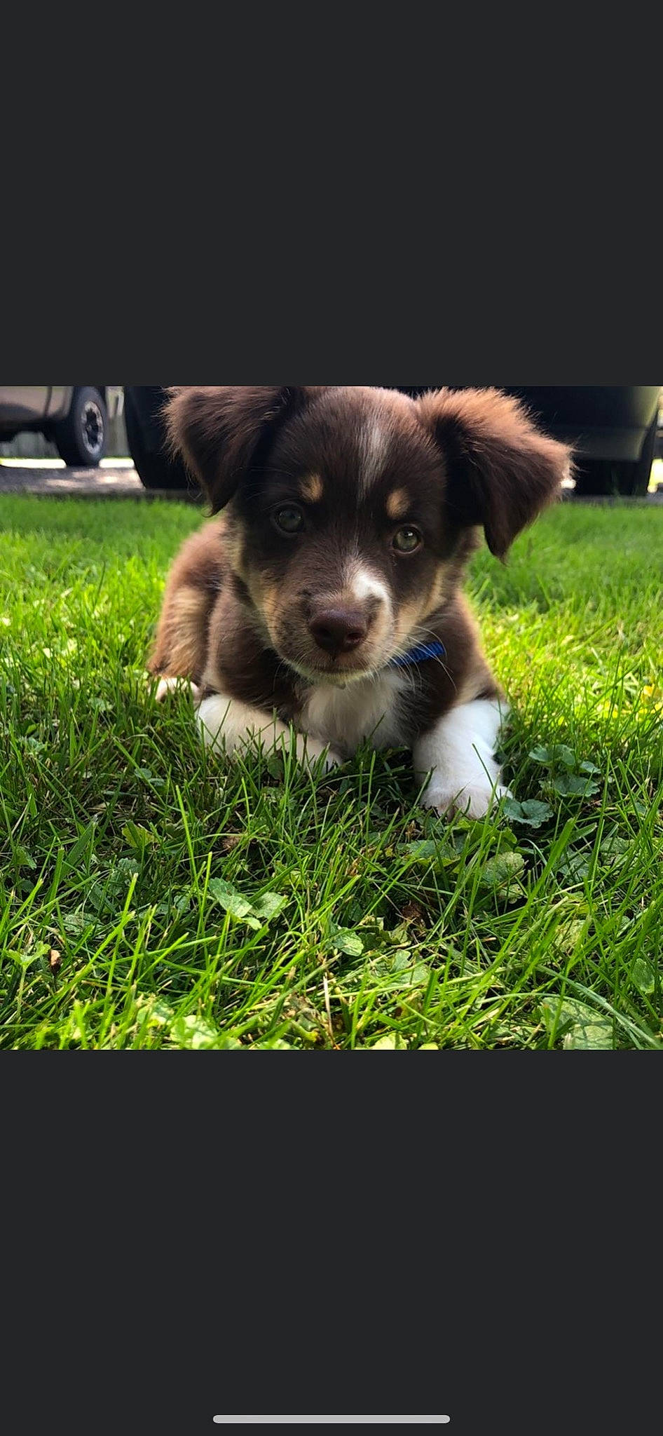 Blaze joined the competition — help win amazing prizes! art, canidae, carnivore, companion_dog, dog, dog_breed, grass, herding_dog, lawn, leaf_vegetable, plant, puppy, snout, sporting_group, terrestrial_animal, tire, wheel, whiskers, working_animal, working_dog