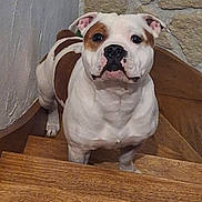Vasko participe au concours pour gagner de l'argent avec cette photo : animal, brown, canine, companion, curious, dog, domestic, ears, friend, fur, house, indoor, looking_up, pet, portrait, snout, stairs, stone_wall, white, wooden_stairs