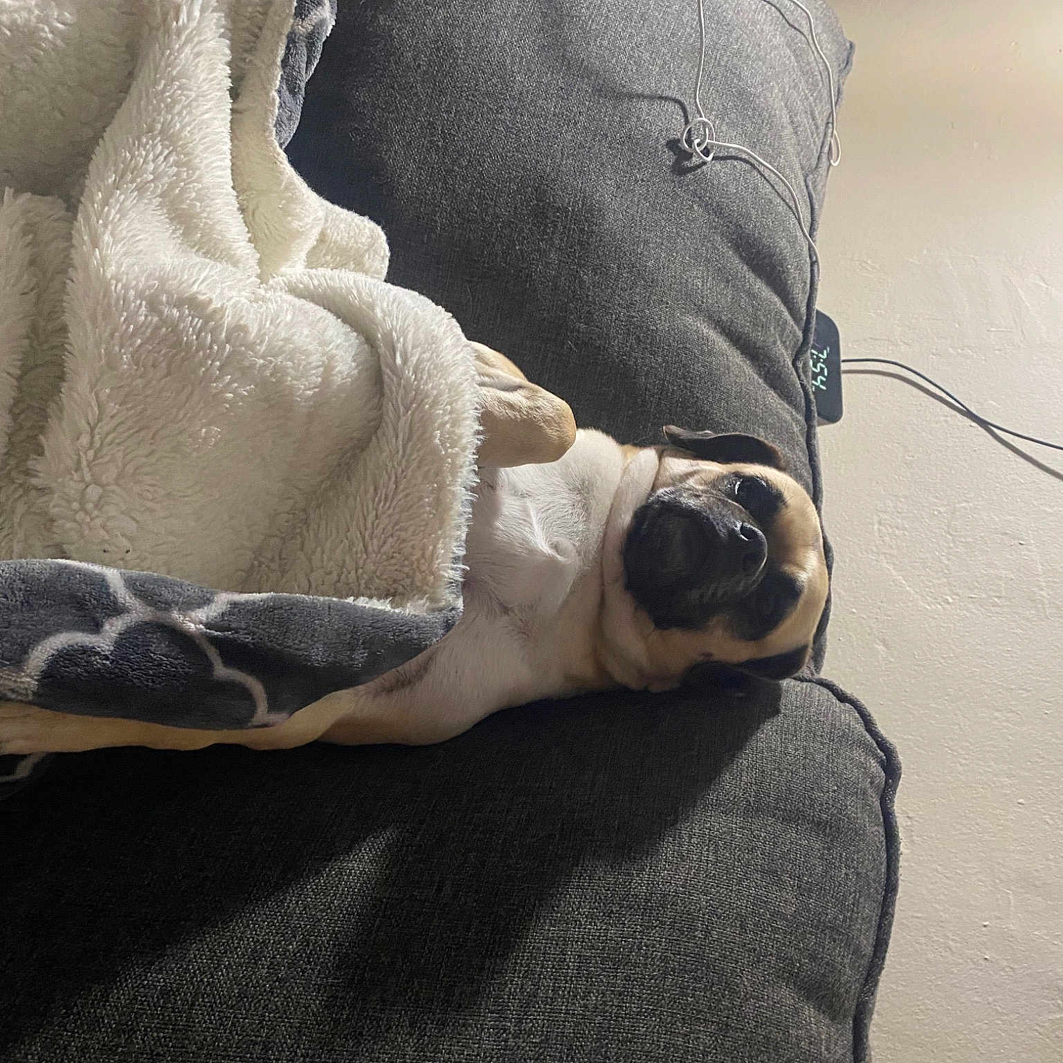 Cj joined the competition — help win amazing prizes! bedding, canidae, carnivore, comfort, companion_dog, dog, dog_breed, fawn, felidae, foot, fur, grey, human_leg, linens, sporting_group, tail, terrestrial_animal, tints_and_shades, whiskers, wood