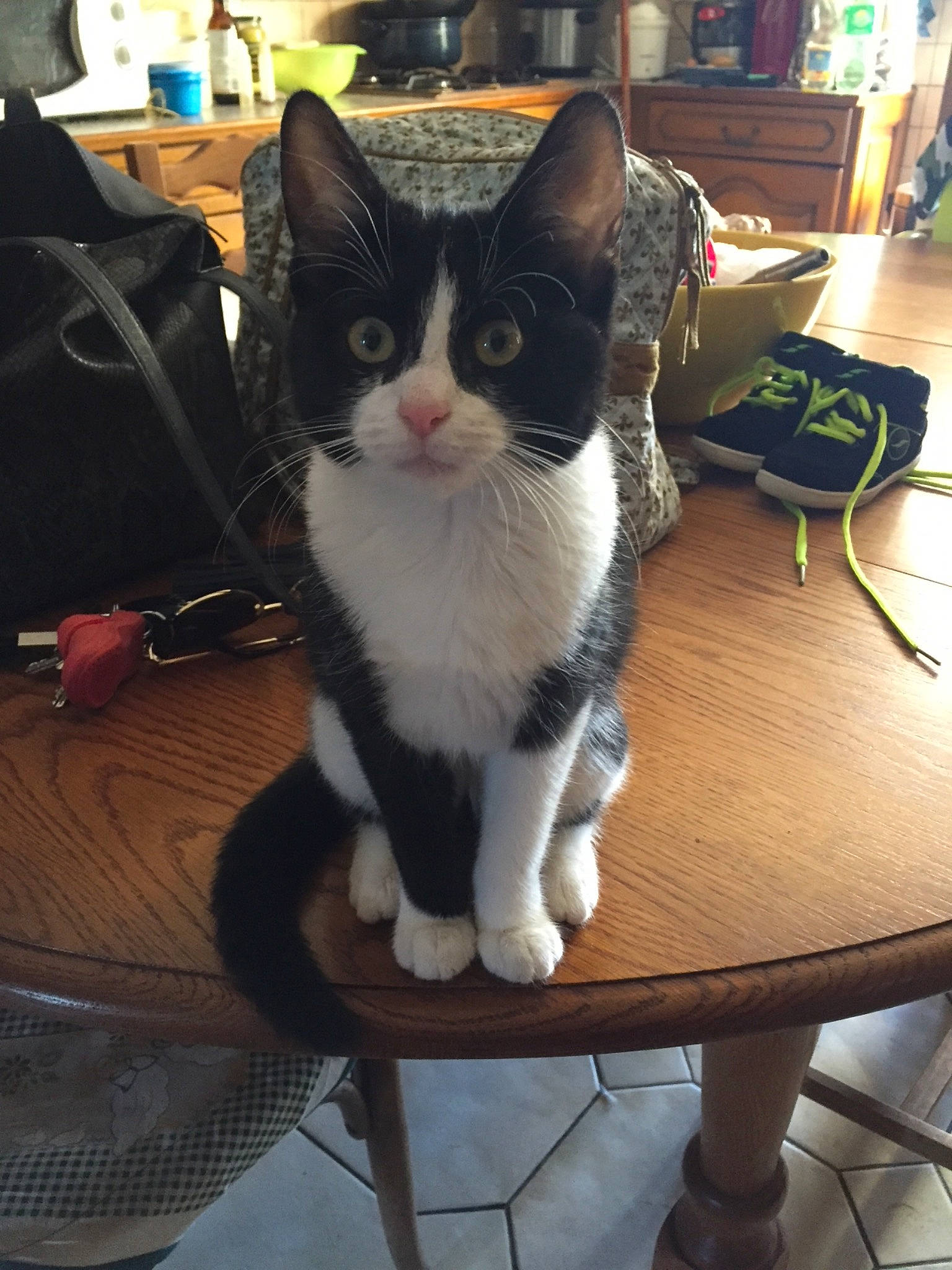 Milli a rejoint le concours — aidez-le/la à gagner de superbes lots ! box, cat, chair, comfort, domestic_short_haired_cat, felidae, flooring, fur, furniture, hardwood, luggage_and_bags, outdoor_furniture, paw, sitting, small_to_medium_sized_cats, snout, table, tail, whiskers, wood