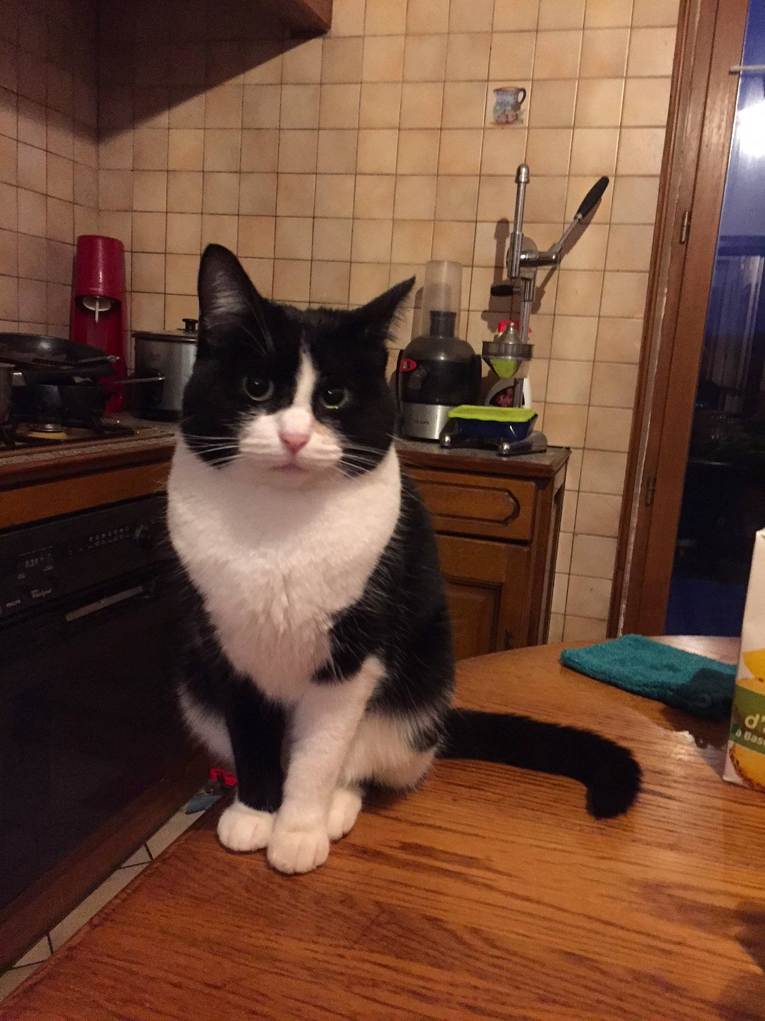 Milli a rejoint le concours — aidez-le/la à gagner de superbes lots ! carnivore, cat, domestic_short_haired_cat, drawer, felidae, floor, flooring, fur, hardwood, laminate_flooring, paw, room, small_to_medium_sized_cats, table, tail, varnish, whiskers, wood, wood_flooring, wood_stain