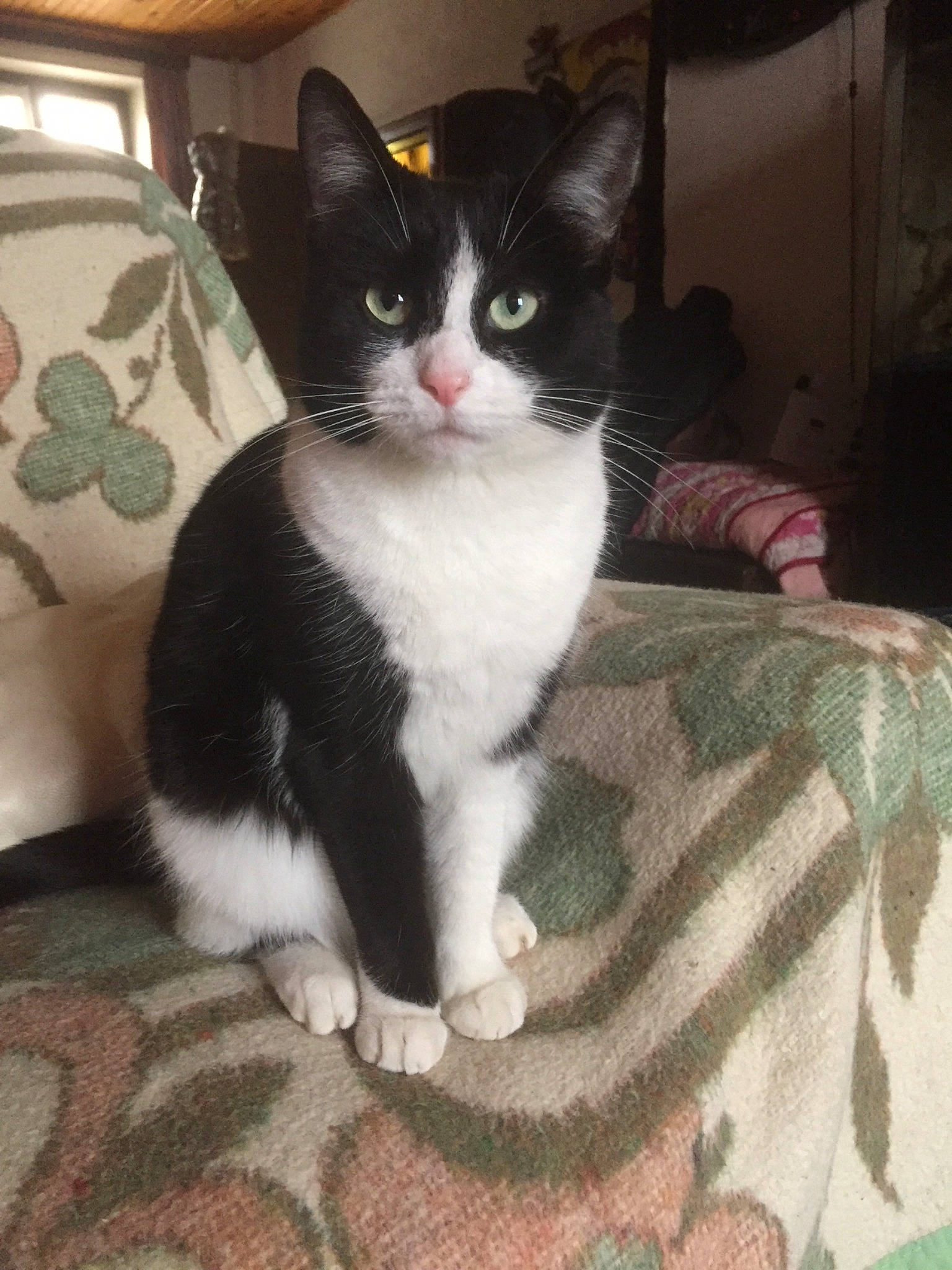 Milli participe au concours pour gagner de l'argent avec cette photo : carnivore, cat, comfort, domestic_short_haired_cat, felidae, flooring, formal_wear, fur, hardwood, paw, sitting, small_to_medium_sized_cats, snout, tail, whiskers, window