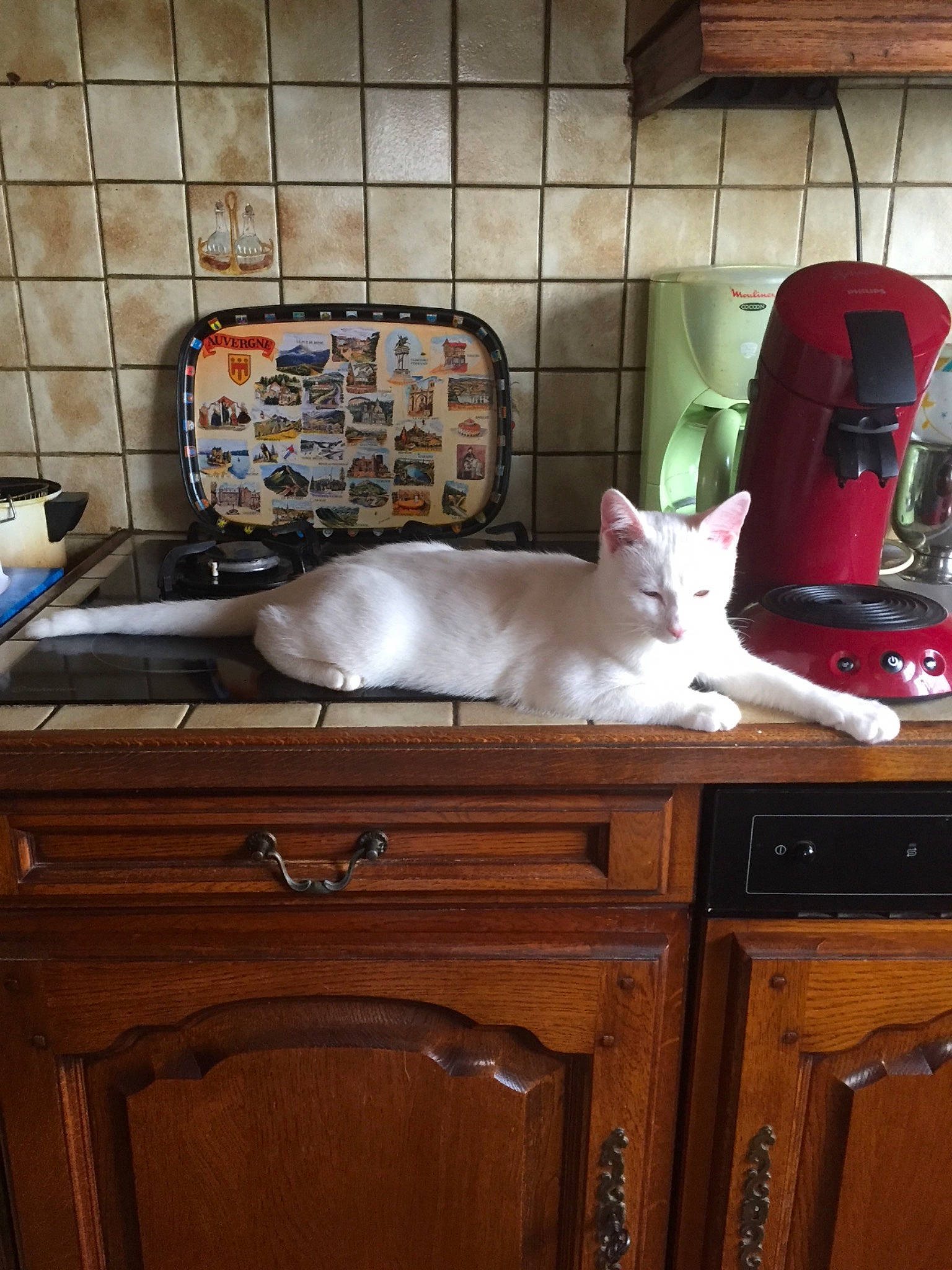 Kiki participe au concours pour gagner de l'argent avec cette photo : cabinetry, cat, countertop, drawer, felidae, floor, flooring, hardwood, home_appliance, interior_design, kitchen, kitchen_appliance, kitchen_sink, major_appliance, mammal, plumbing_fixture, sink, tap, vertebrate, wood