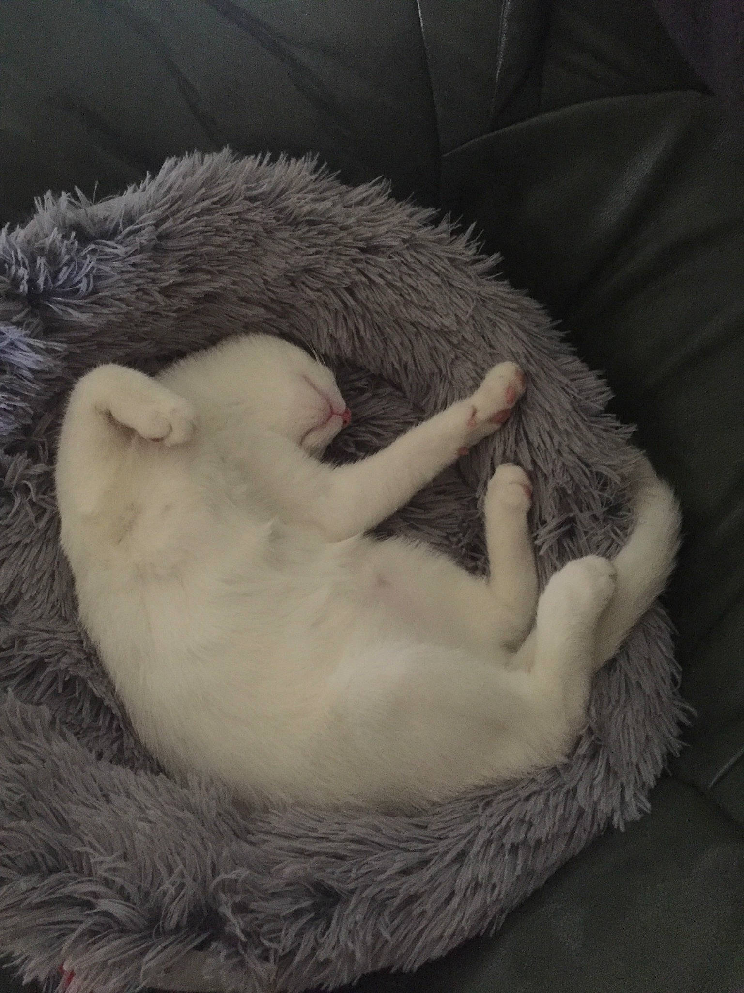 Kiki participe au concours pour gagner de l'argent avec cette photo : carnivore, cat_bed, comfort, companion_dog, dog_breed, fawn, felidae, ferret, fur_clothing, grey, mammal, mustelidae, rodent, small_to_medium_sized_cats, snout, tail, terrestrial_animal, toy, vertebrate, whiskers