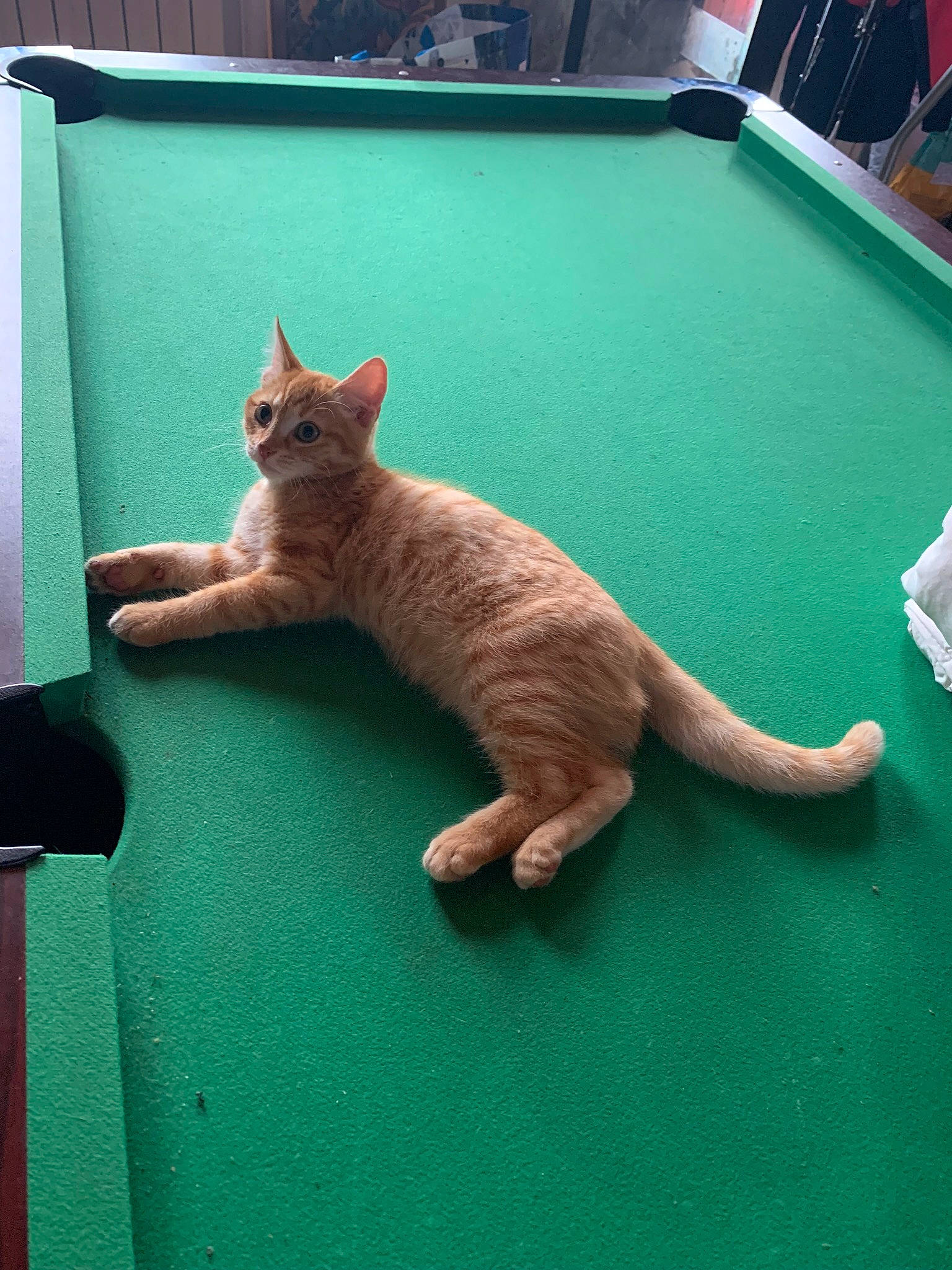 Biloute participe au concours pour gagner de l'argent avec cette photo : carnivore, cat, claw, comfort, domestic_short_haired_cat, fawn, felidae, flooring, foot, fur, green, paw, room, sitting, small_to_medium_sized_cats, snout, tail, terrestrial_animal, whiskers, wood