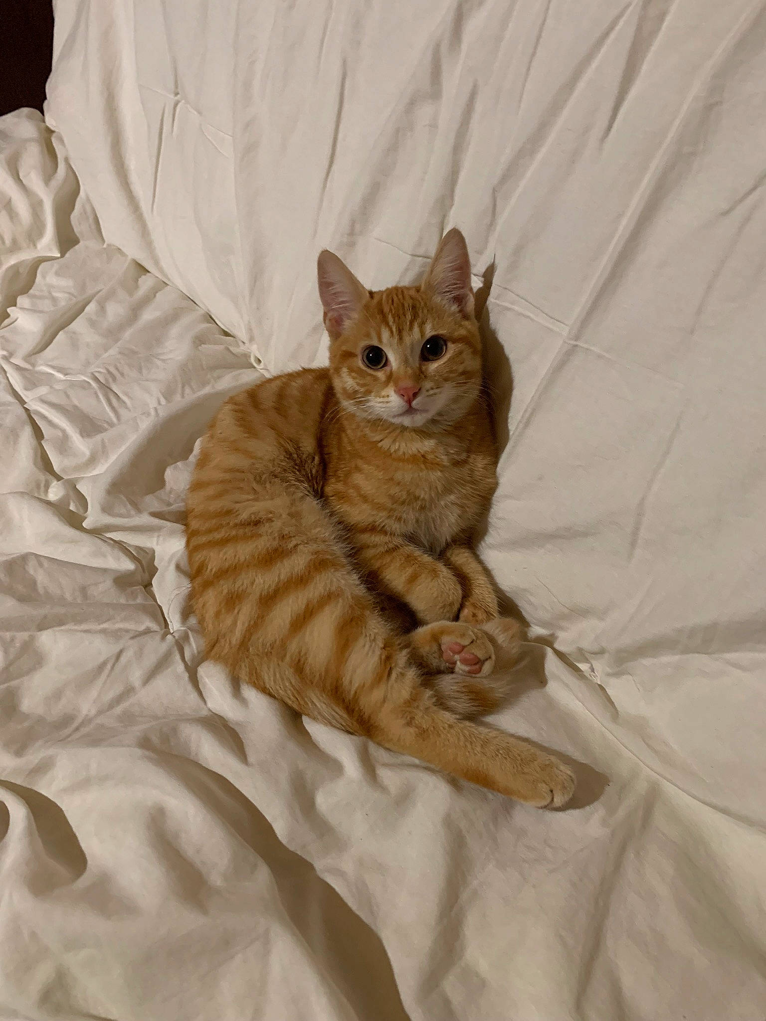 Biloute participe au concours pour gagner de l'argent avec cette photo : bed, bedding, beige, carnivore, cat, claw, comfort, domestic_short_haired_cat, fawn, felidae, fur, linens, paw, sleeve, small_to_medium_sized_cats, snout, tail, terrestrial_animal, whiskers