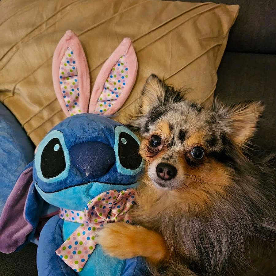 Nala participe au concours pour gagner de l'argent avec cette photo : animal, blanket, canine, chihuahua, cockerspaniel, couch, cushion, dog, dogbed, furniture, homedecor, papillon, pet, pillow, plush, puppy, toy