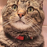 Wade is registered to the contest to win money with this photo: cat, tabby_cat, close_up, portrait, green_eyes, whiskers, fur, collar, pet, animal, indoor, feline, looking_up, cute, mammal, domestic_cat, face, ears, nose, mustache