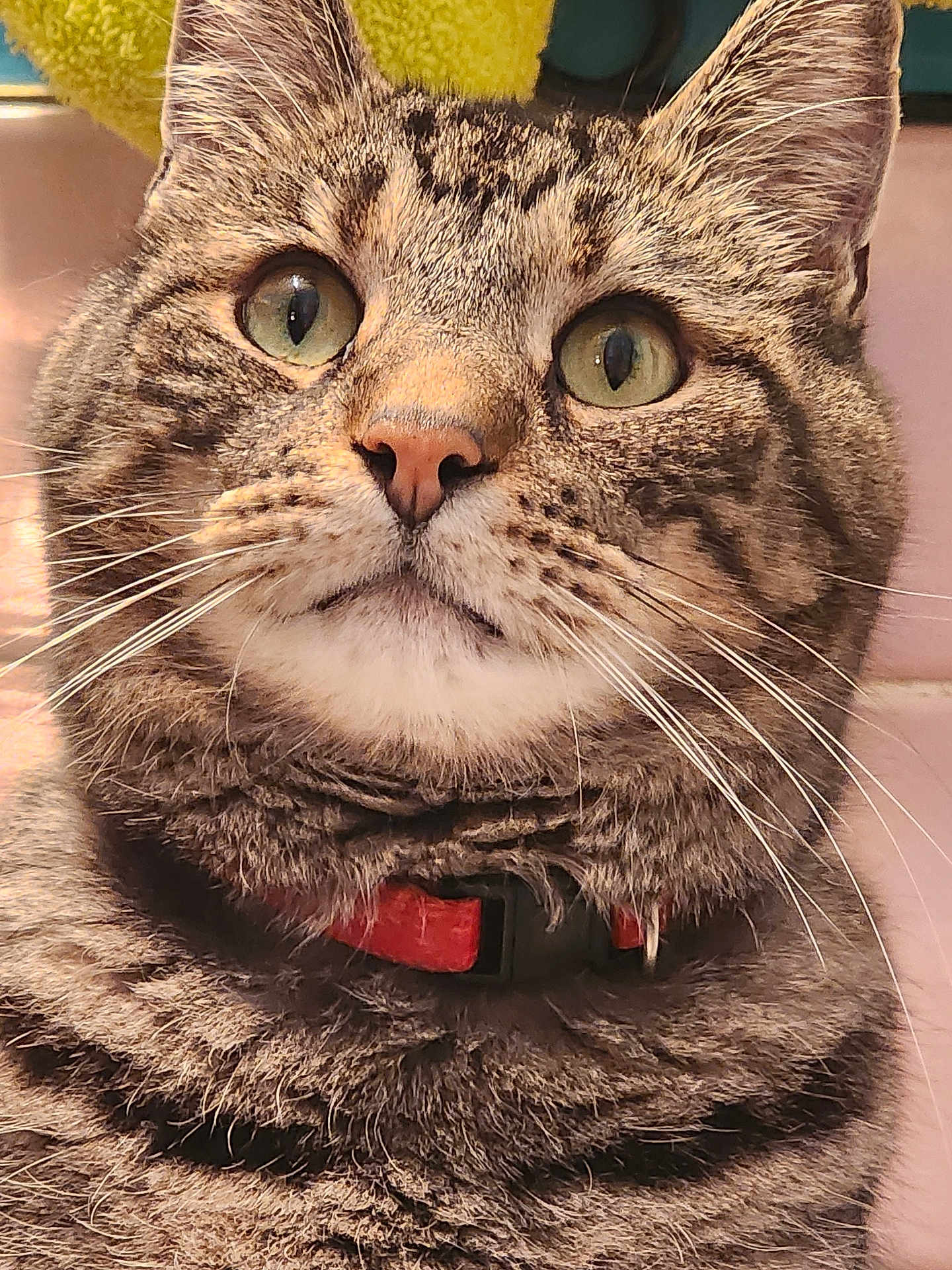 Wade is registered to the contest to win money with this photo: cat, tabby_cat, close_up, portrait, green_eyes, whiskers, fur, collar, pet, animal, indoor, feline, looking_up, cute, mammal, domestic_cat, face, ears, nose, mustache