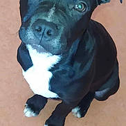 Yami participe au concours pour gagner de l'argent avec cette photo : animal, bostonbull, boxer, bulldog, canine, dog, frenchbulldog, labradorretriever, pet, pitbull, puppy, snout