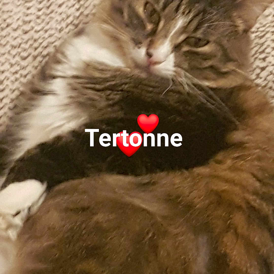 Tertone