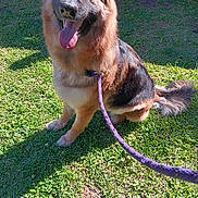 Cami joined the competition — help win amazing prizes! animal, canine, daytime, dog, ears, friendly, fur, german_shepherd, grass, happy, leash, nature, nose, outdoor, park, pet, sitting, sunlight, tail, tongue_out