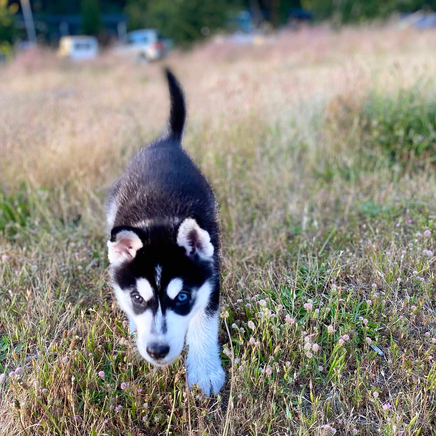 Kylo Ren joined the competition — help win amazing prizes! animal, architecture, canine, countryside, dog, eskimodog, field, grass, grassland, herbal, herbs, husky, meadow, nature, outdoors, pet, plant, puppy, rural, vegetation