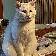 Cotton joined the competition — help win amazing prizes! cat, white_cat, pet, animal, indoor, furniture, wood, table, household_items, spray_bottle, plastic_wrap, lace, headboard, portrait, sitting, domestic, fur, whiskers, ears, eyes