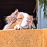 dog, puppy, brown_and_white, fluffy, long_ears, animal, pet, portrait, peeking, window, towel, orange, indoor, outdoor, home, balcony, face, paws, cute, daylight