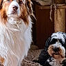 dog, dogs, puppy, fluffy, scruffy, long_hair, brown_and_white, black_and_white, sitting, portrait, indoors, pet, animal, canine, cat_tower, blanket, couch, figurine, smartphone_screenshot, cozy